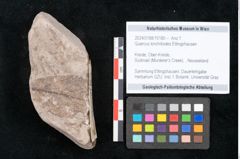 Foto (Objekt + Etikett) von Quercus lonchitoides Ettingshausen (NHMW-GEO-2024-0188-10180)